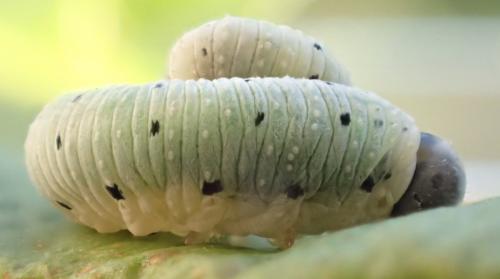 Emphytus truncatus